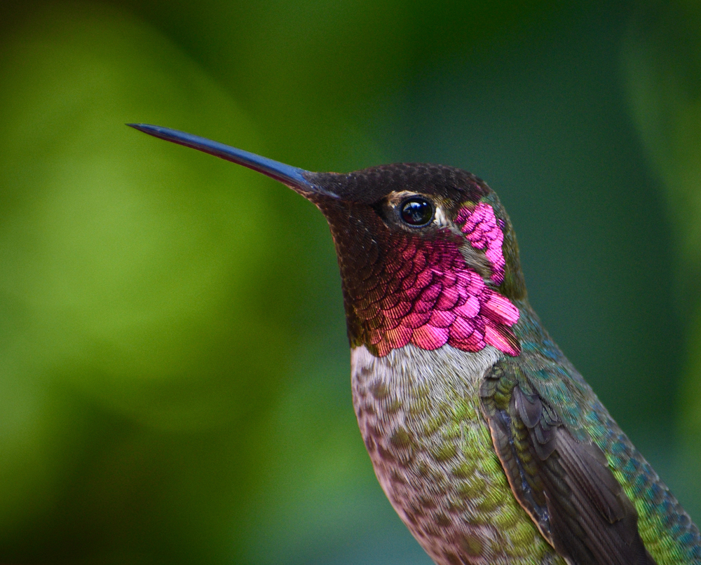 A male Anna's hummingbird
