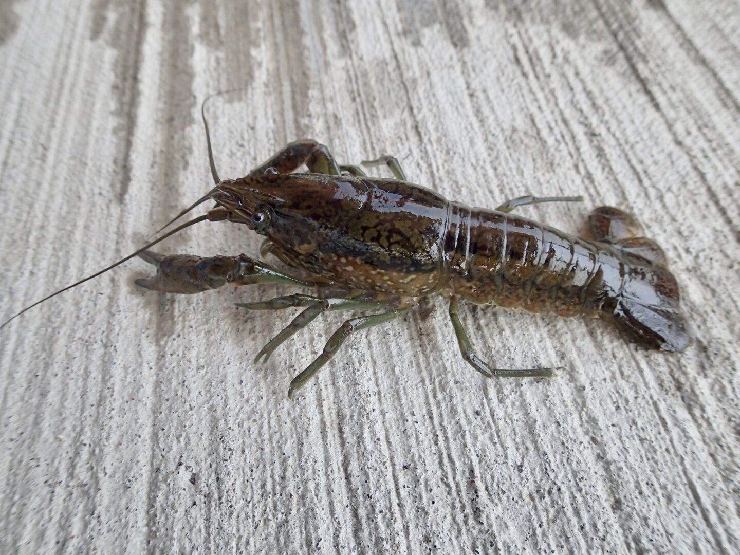 a photo of a marbled crayfish