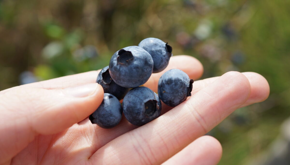 A hand holding several blueberries