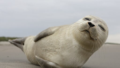 baby grey seal laying on its side