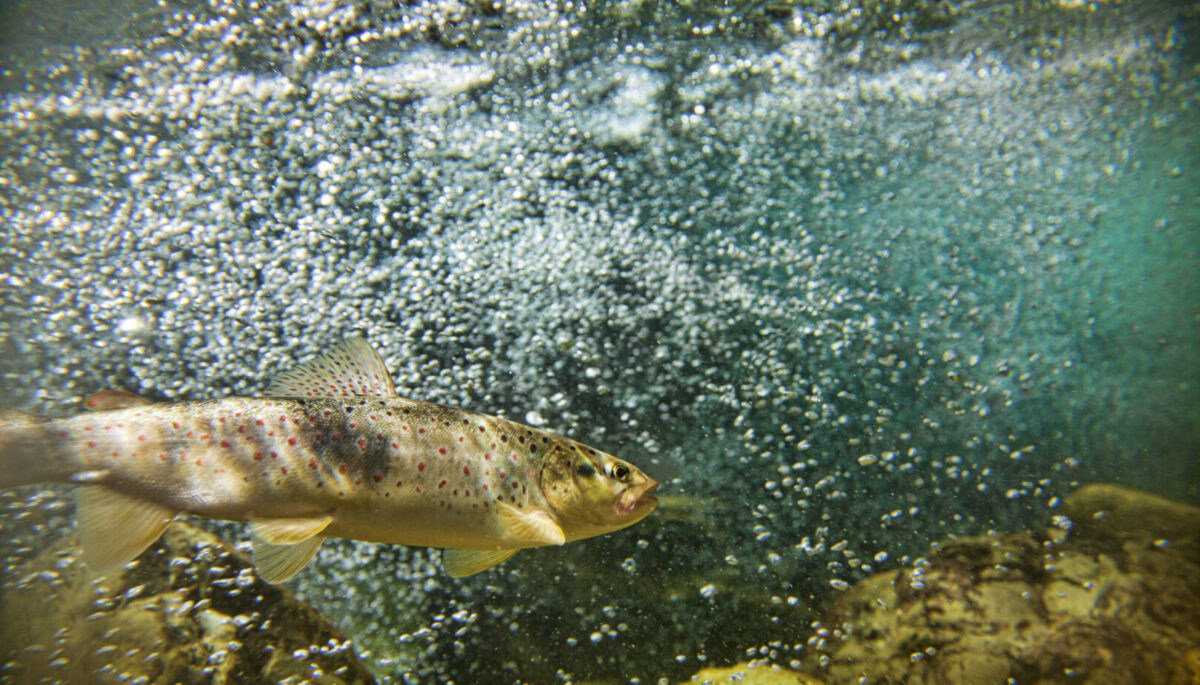 a fish swimming in water