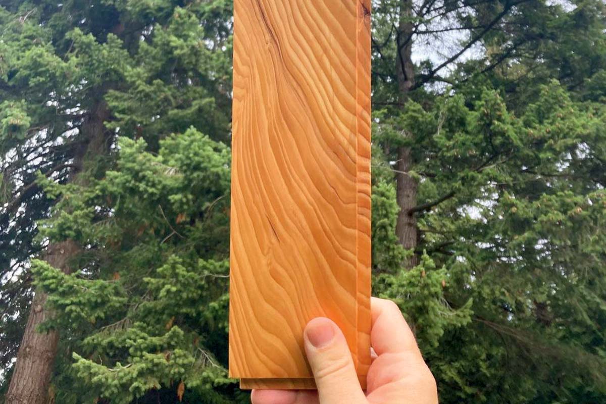 Someone holding a tile in front of a tree