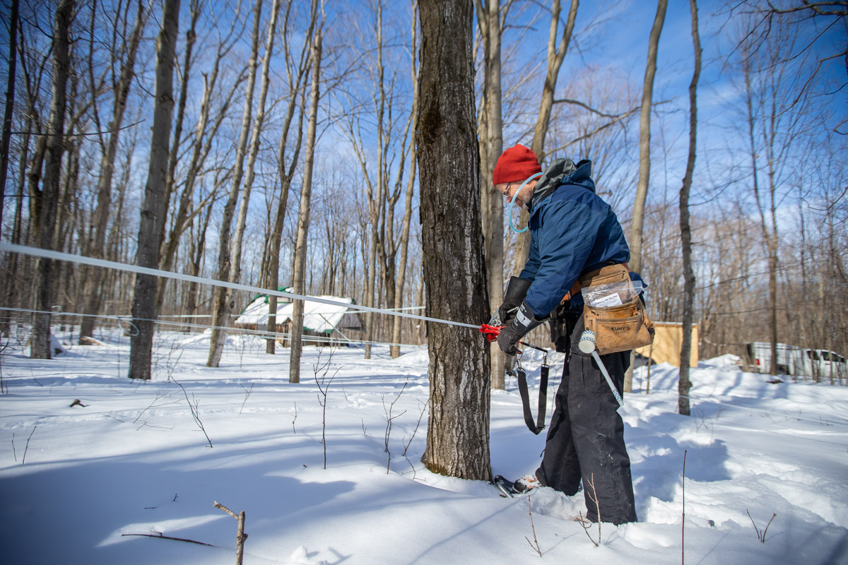 a maple syrup farmer using a tapping system
