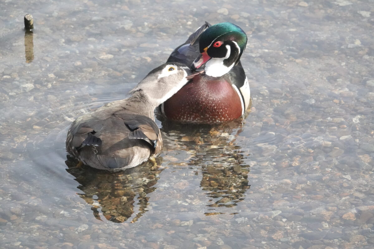 A pair of grooming wood ducks in the shallows of a pond, photographed on Global Big Day of Birding