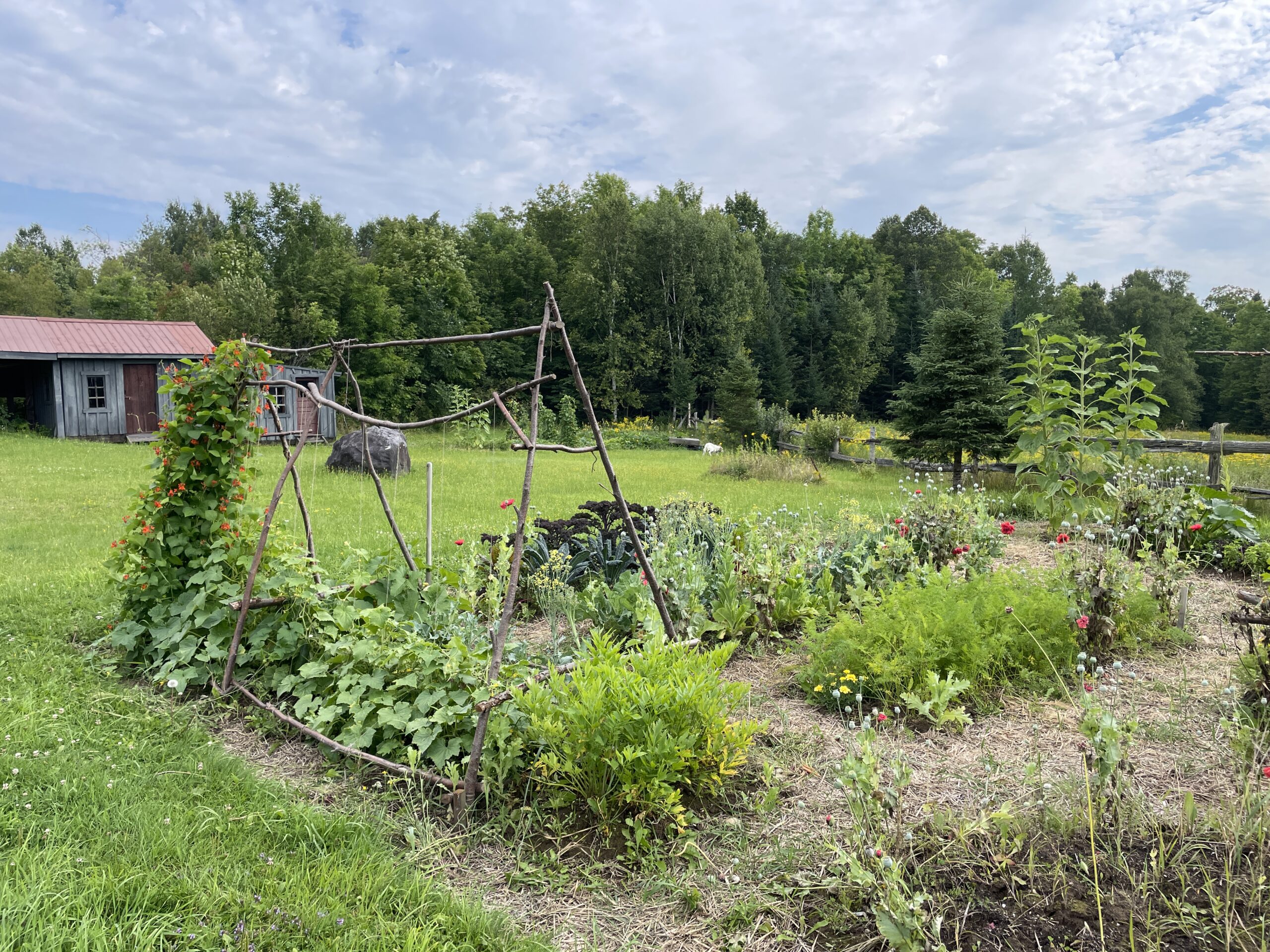 A small home garden patch growing different kinds of plants, in a field. There is a small building and lots of trees across the field.