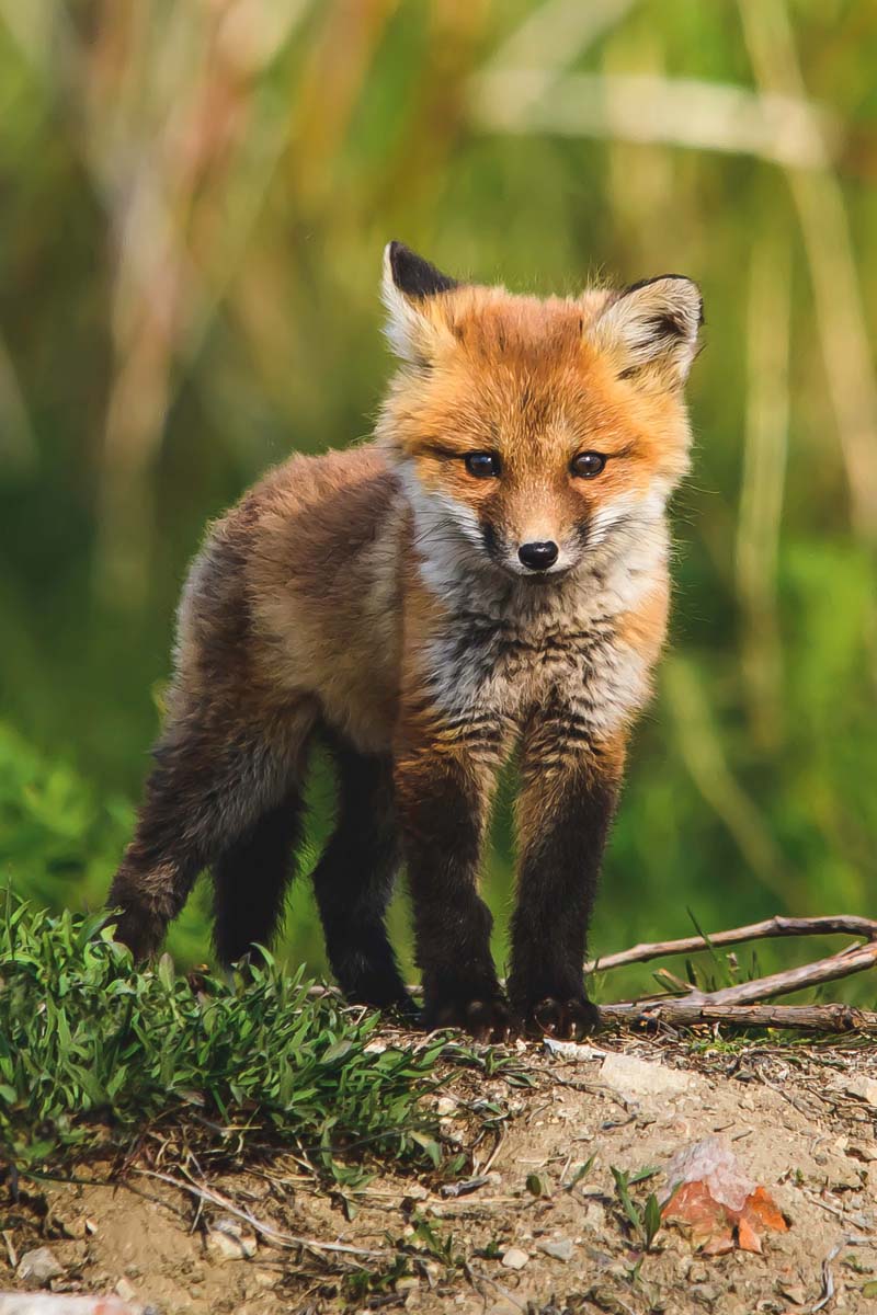 A baby fox against a green background