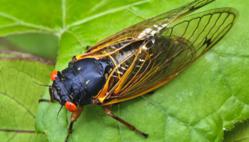 A periodical cicada perched on a leaf
