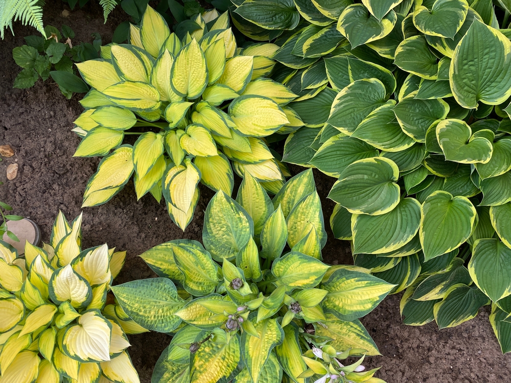 Several hosta clusters growing in the dirt