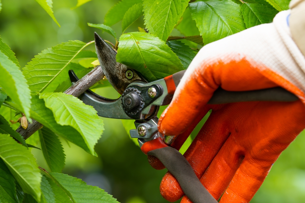 A gloved hand using pruning shears to snip leaves