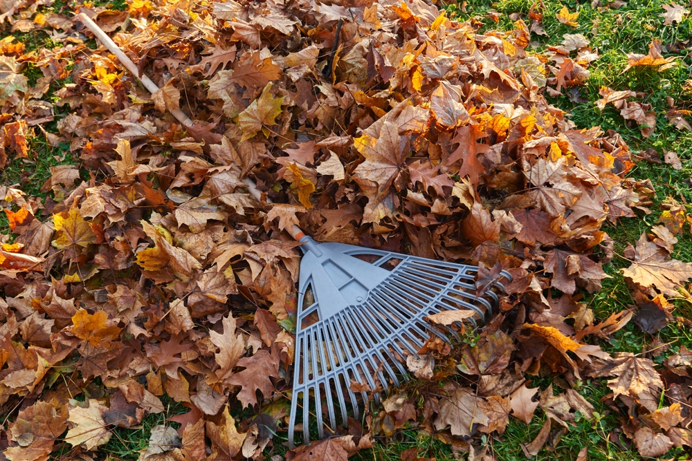 A rake against a background of fallen leaves