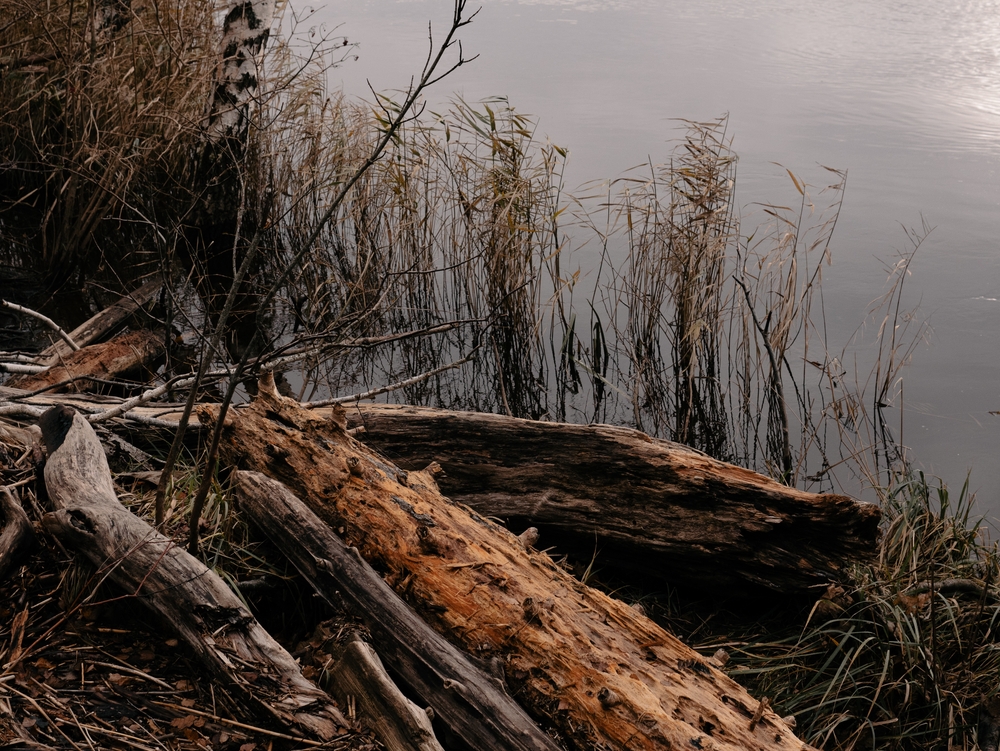 A rotten log lying at the shore of a lake
