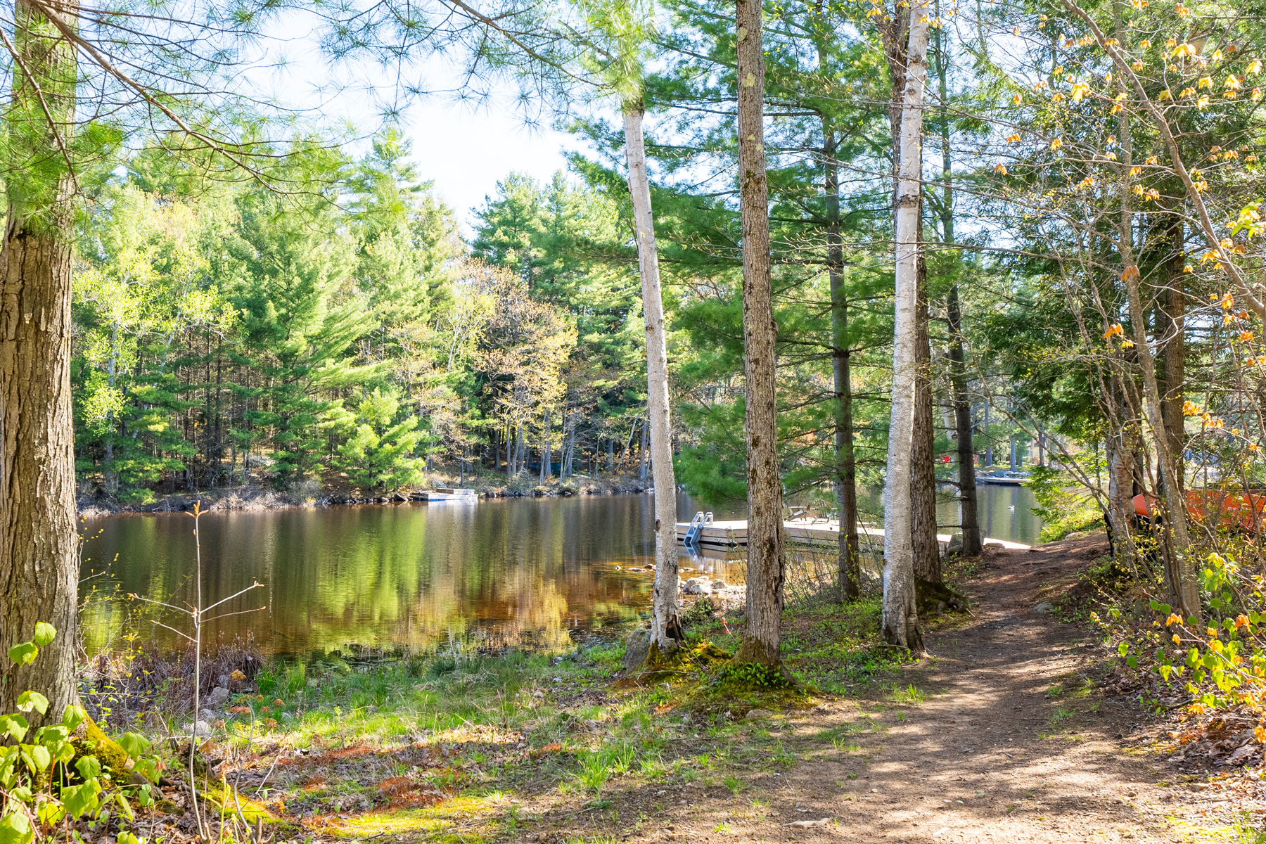 Tall trees line an even path down to the lakefront.