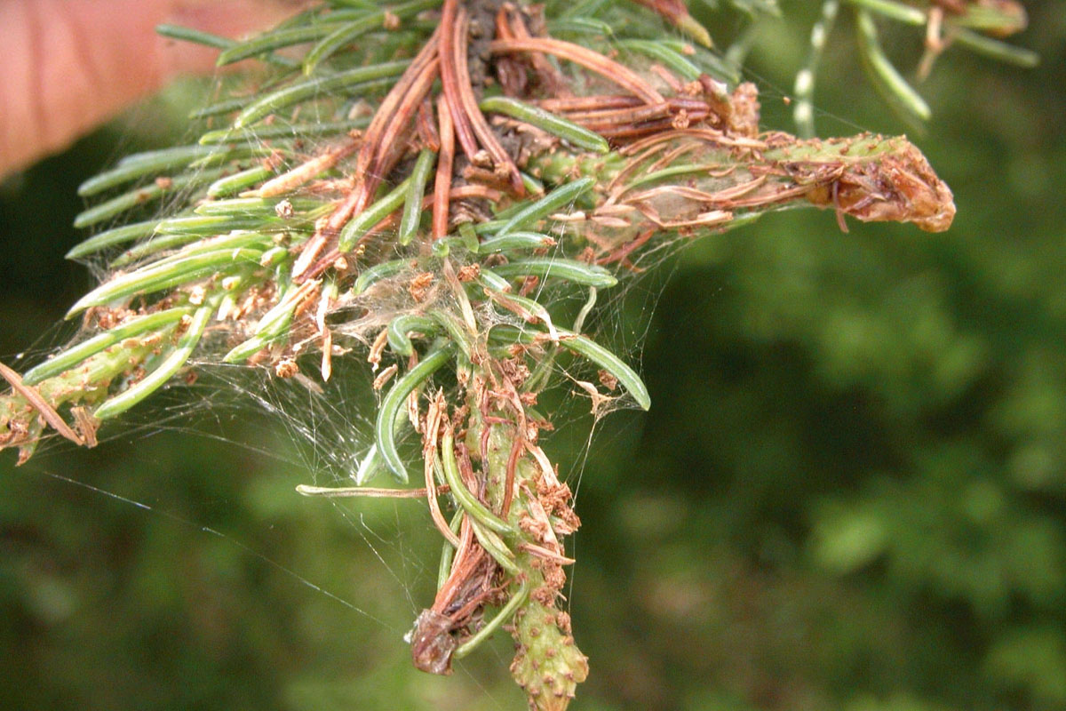 Conifer needles that have turned brown.