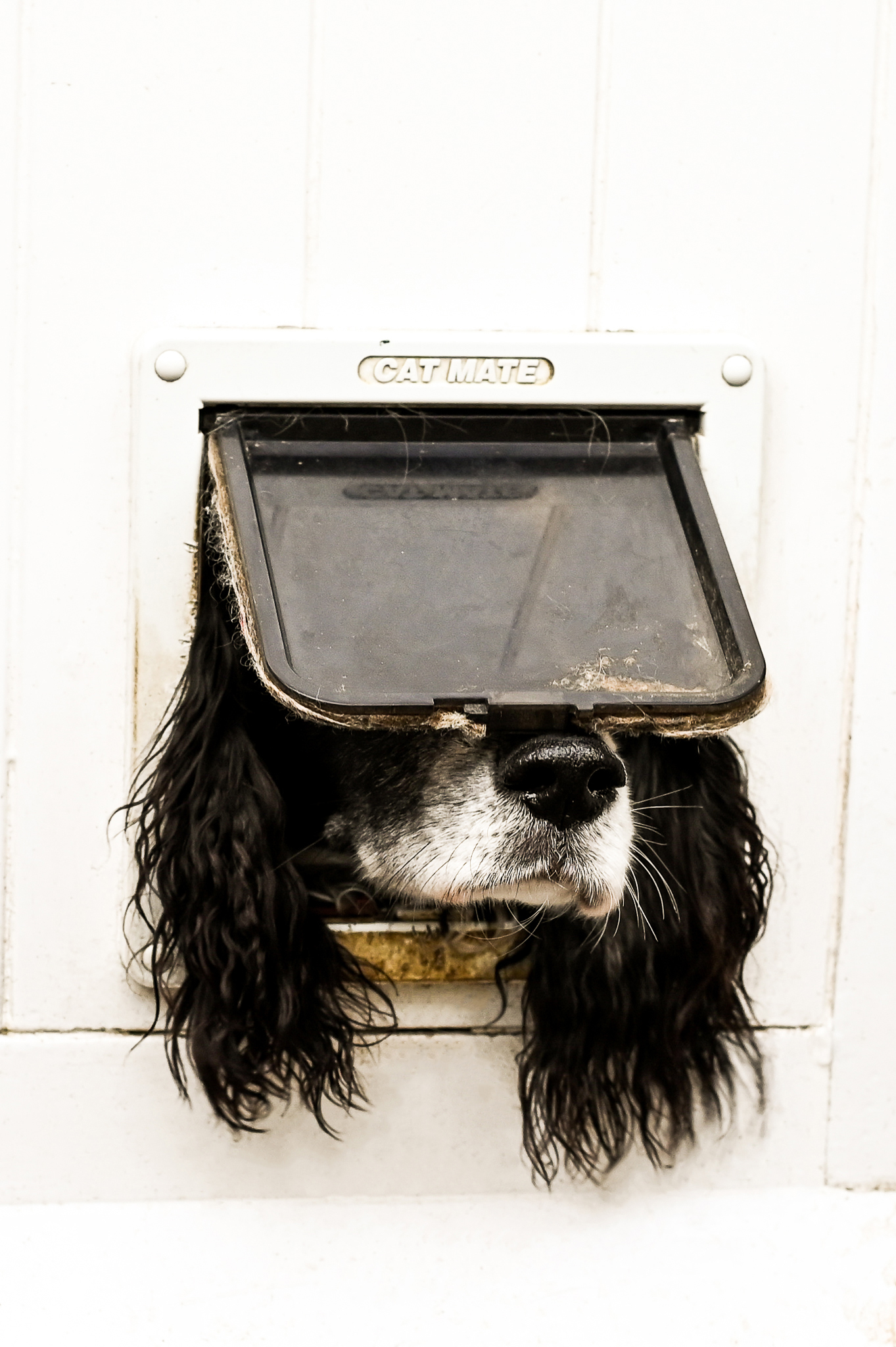 Dog sticking his head through a cat door flap