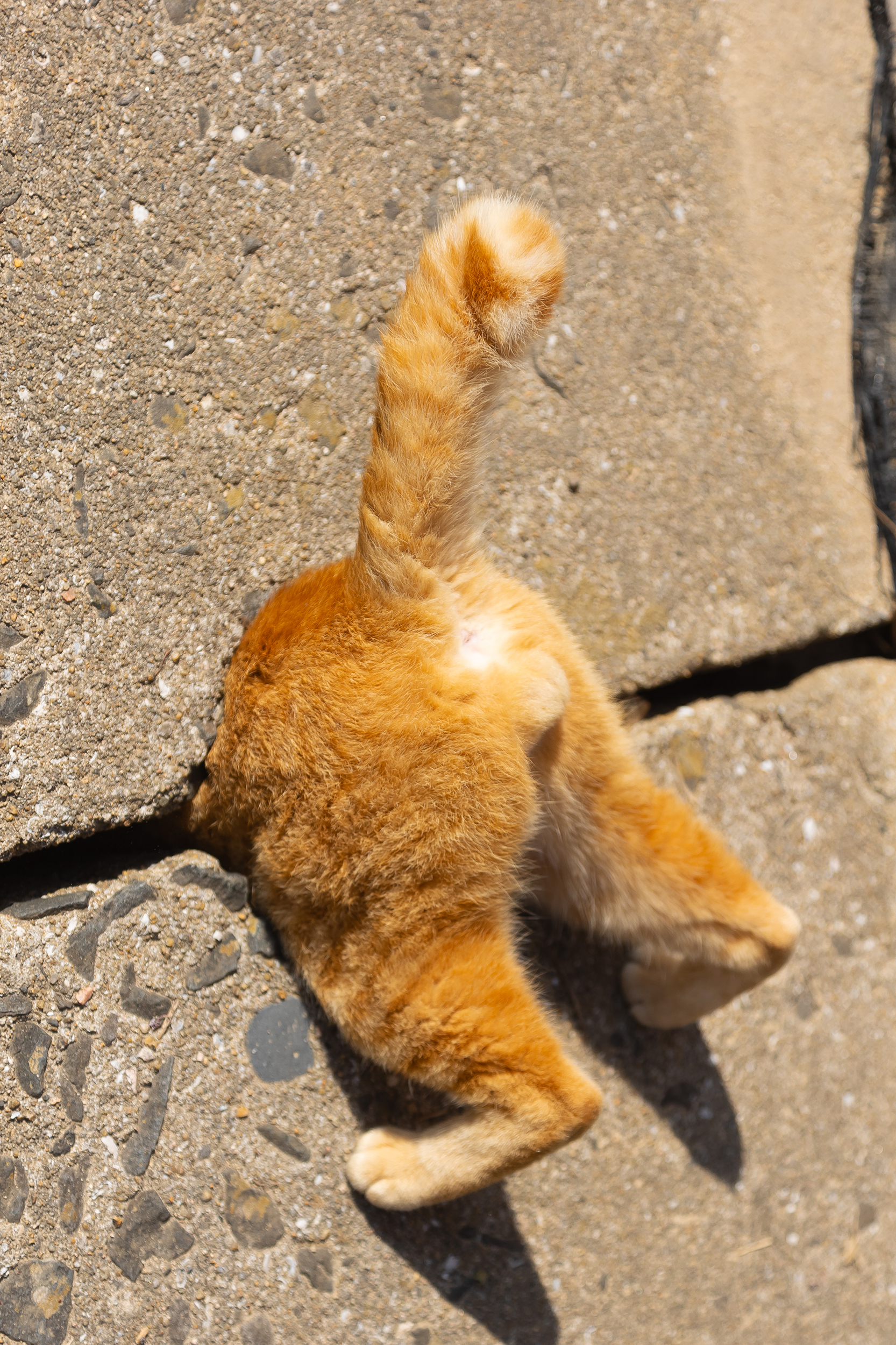 Back end of cat sticking out of a crack