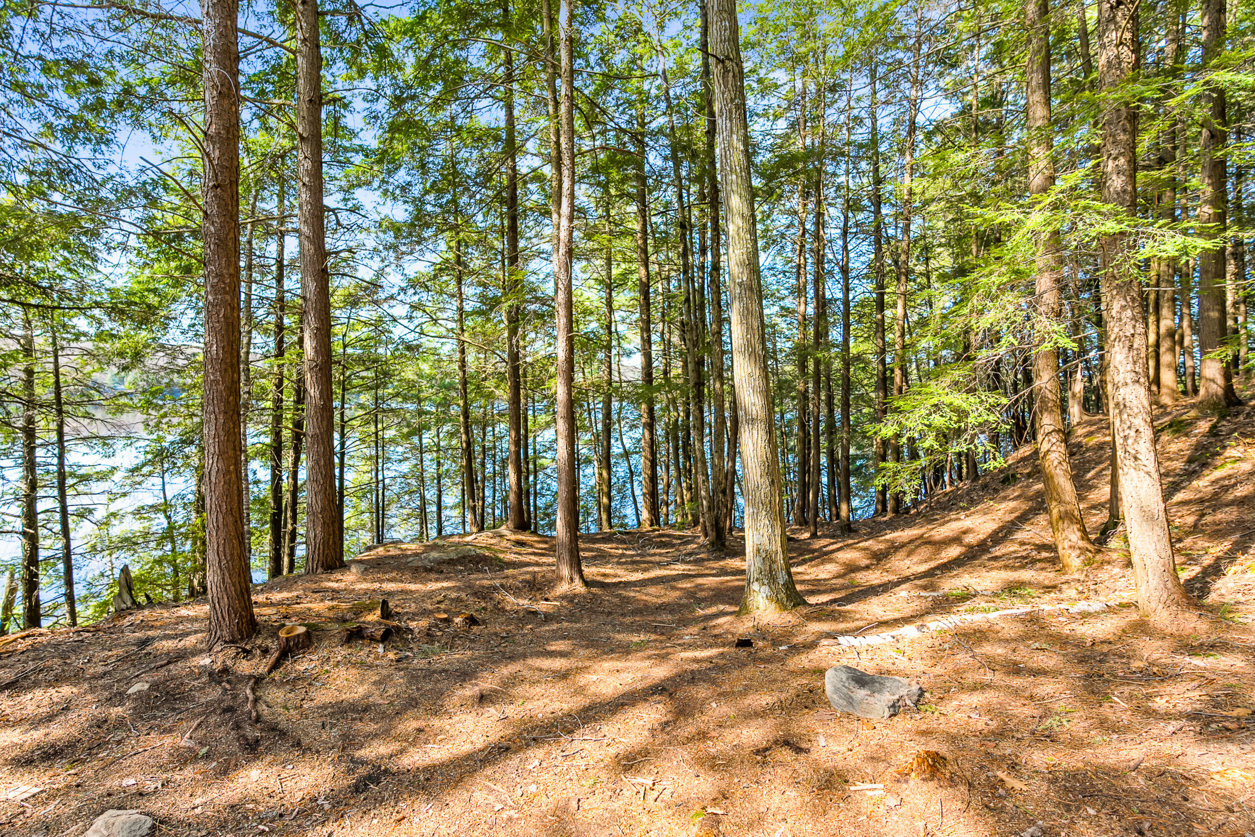 A tree-lined path in the forest