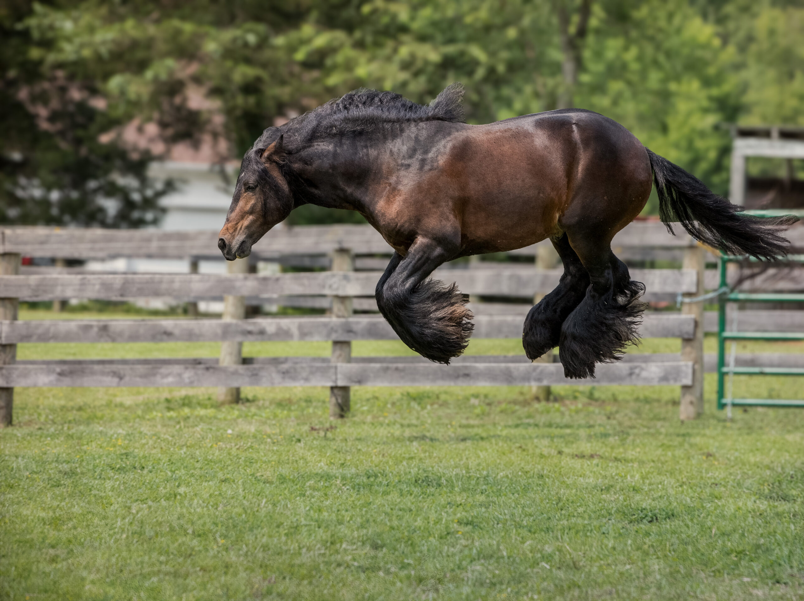 Horse jumping with all legs in the air