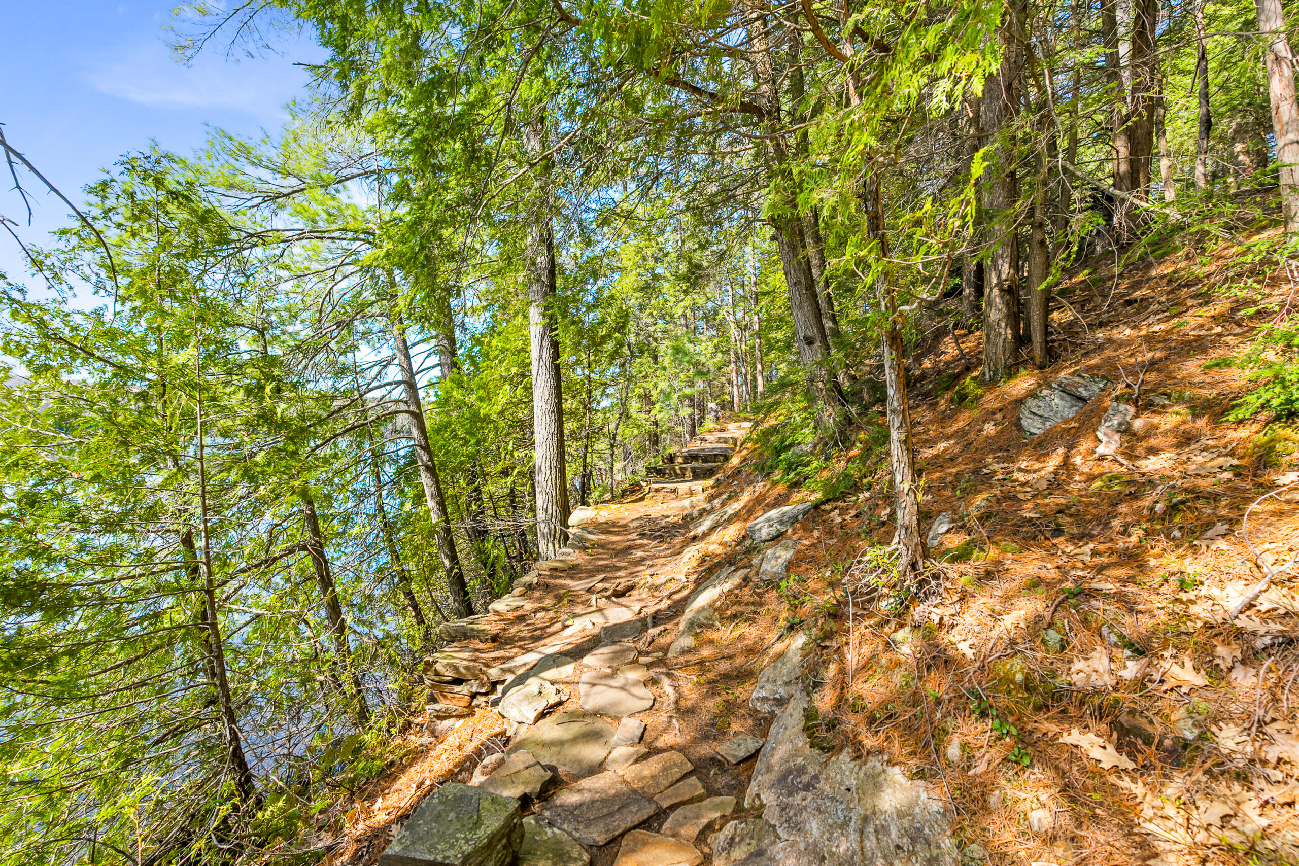 A dirt path through the trees