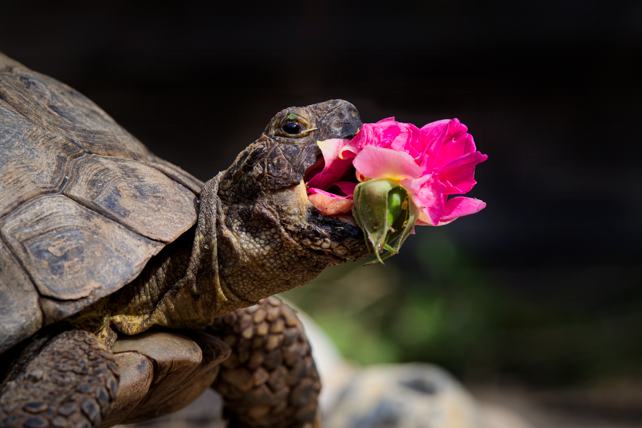 Tortoise holding rose in its mouth