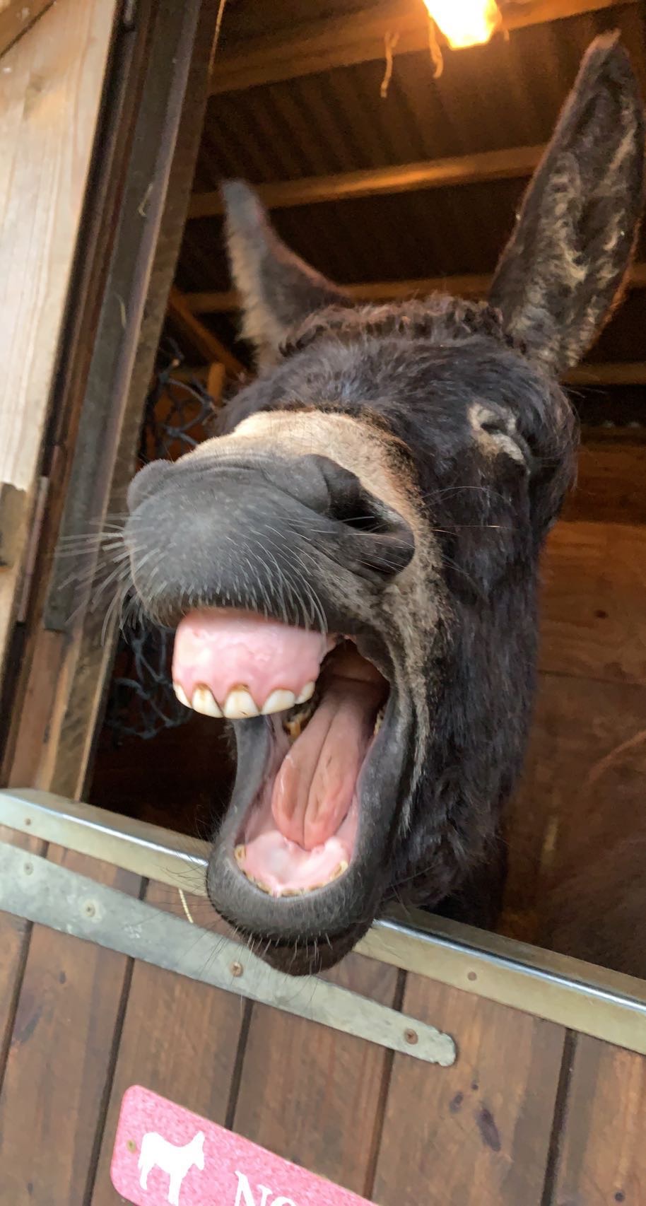 Donkey showing its teeth