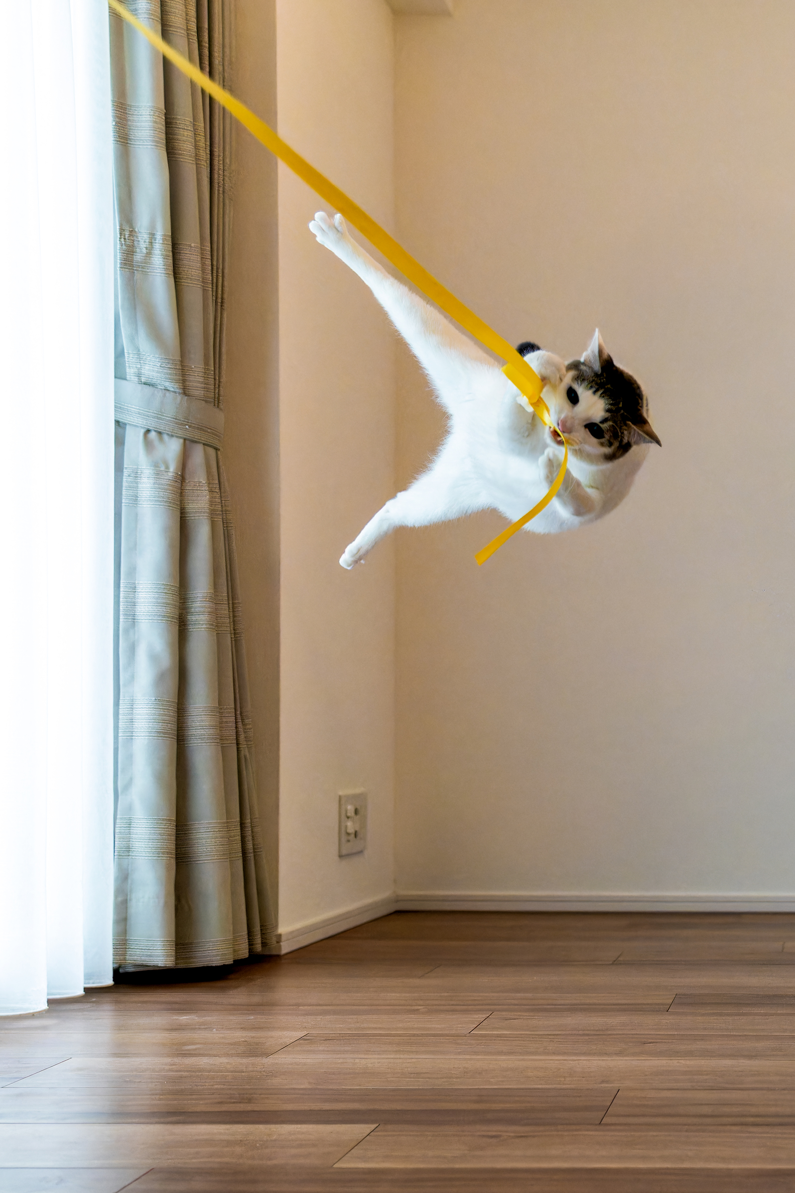 Cat swinging from rope