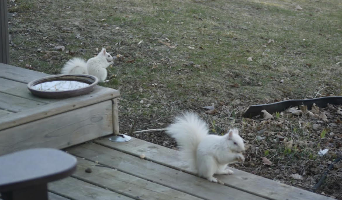 Two albino squirrels near a deck