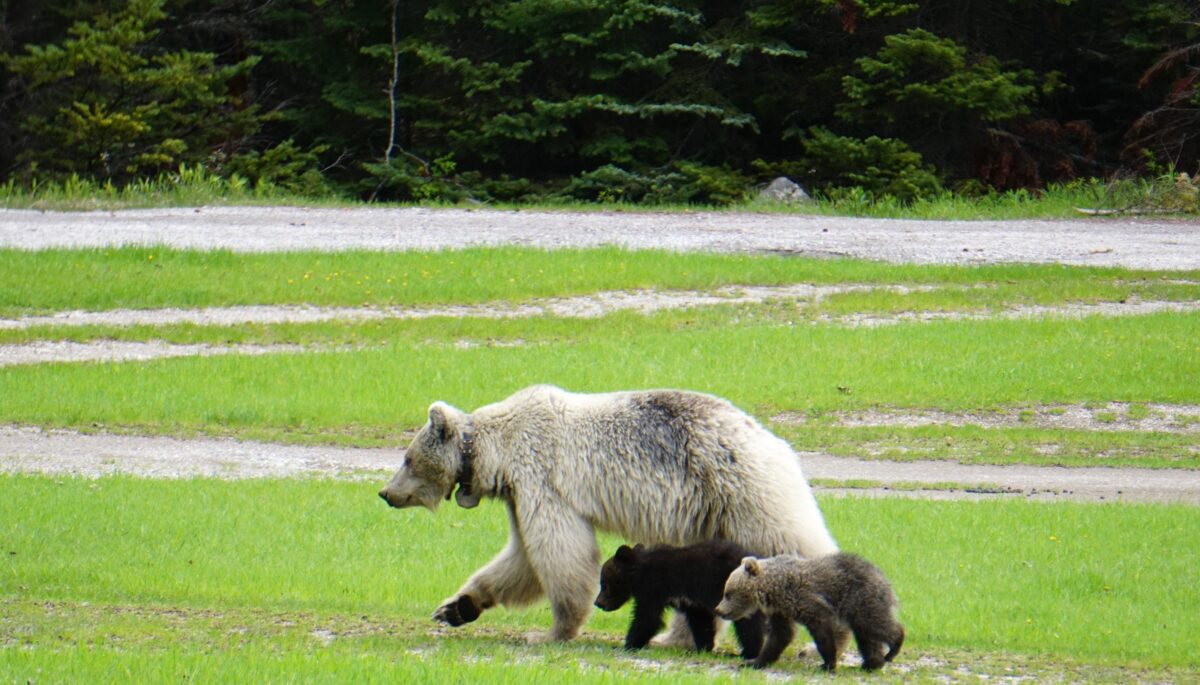 Nakoda and her cubs