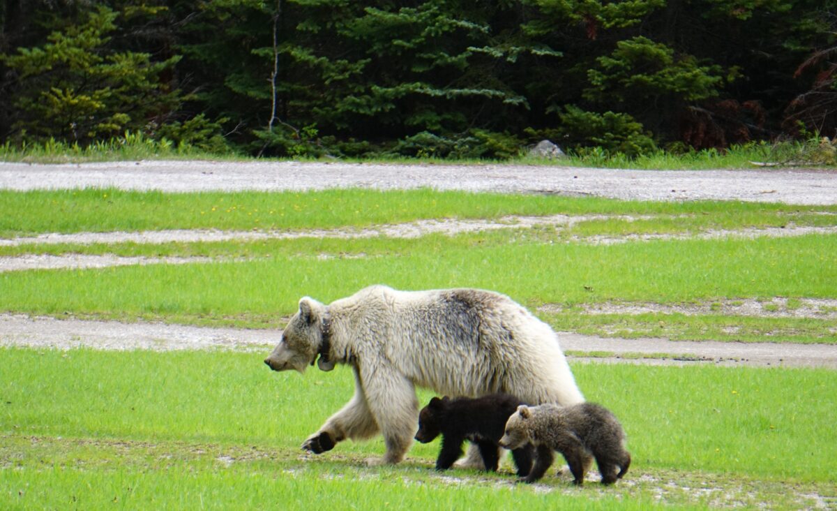 Nakoda and her cubs