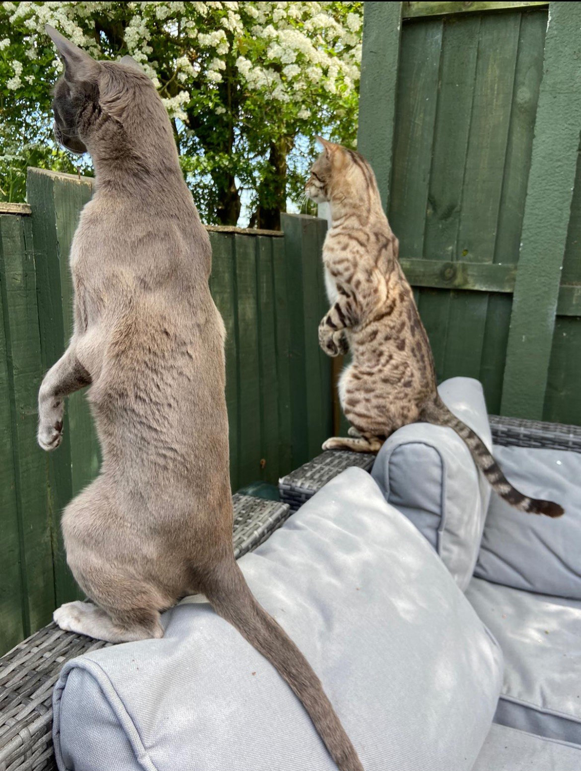 two cats standing peeking over a fence
