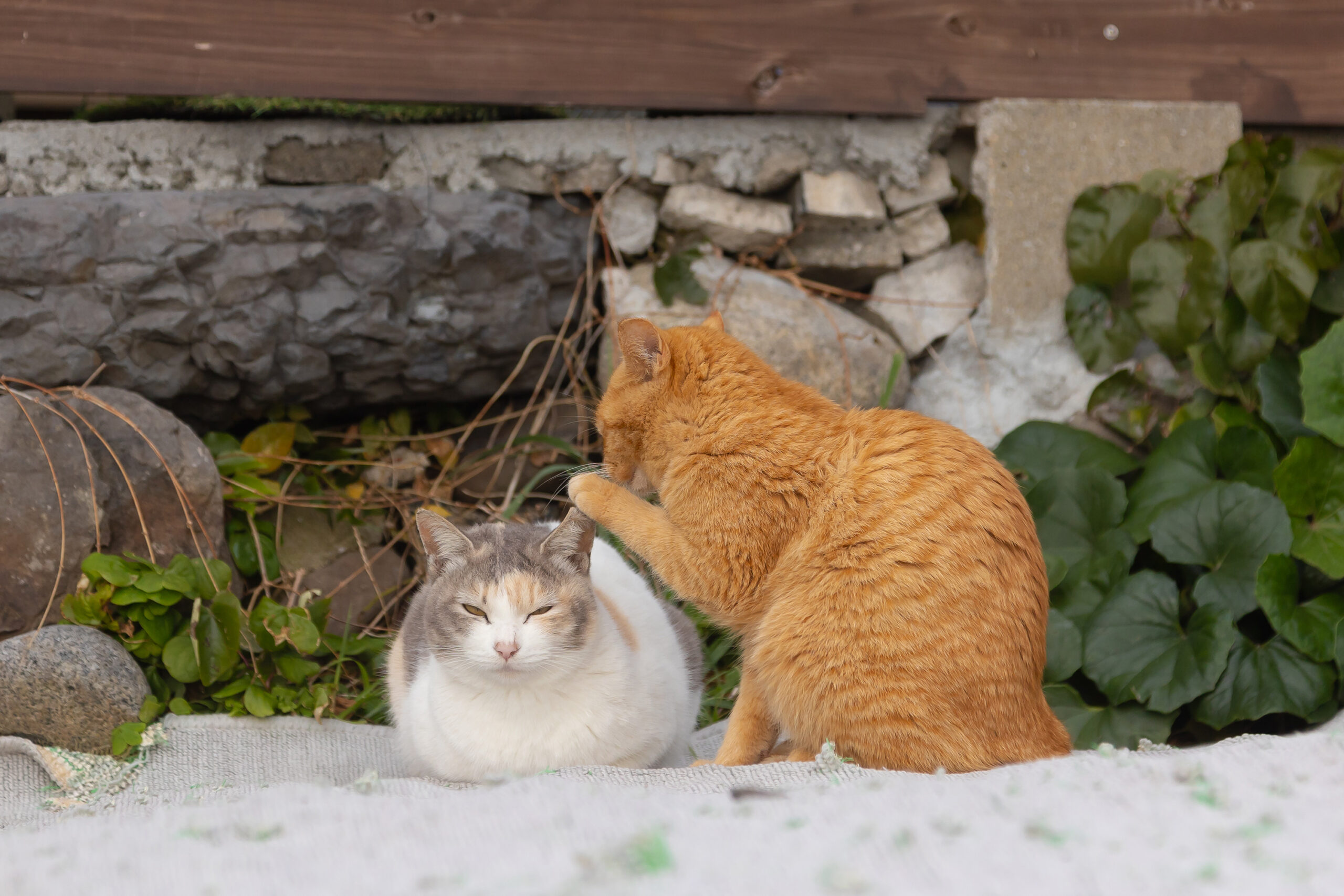 One cat looks like it is whispering to another cat