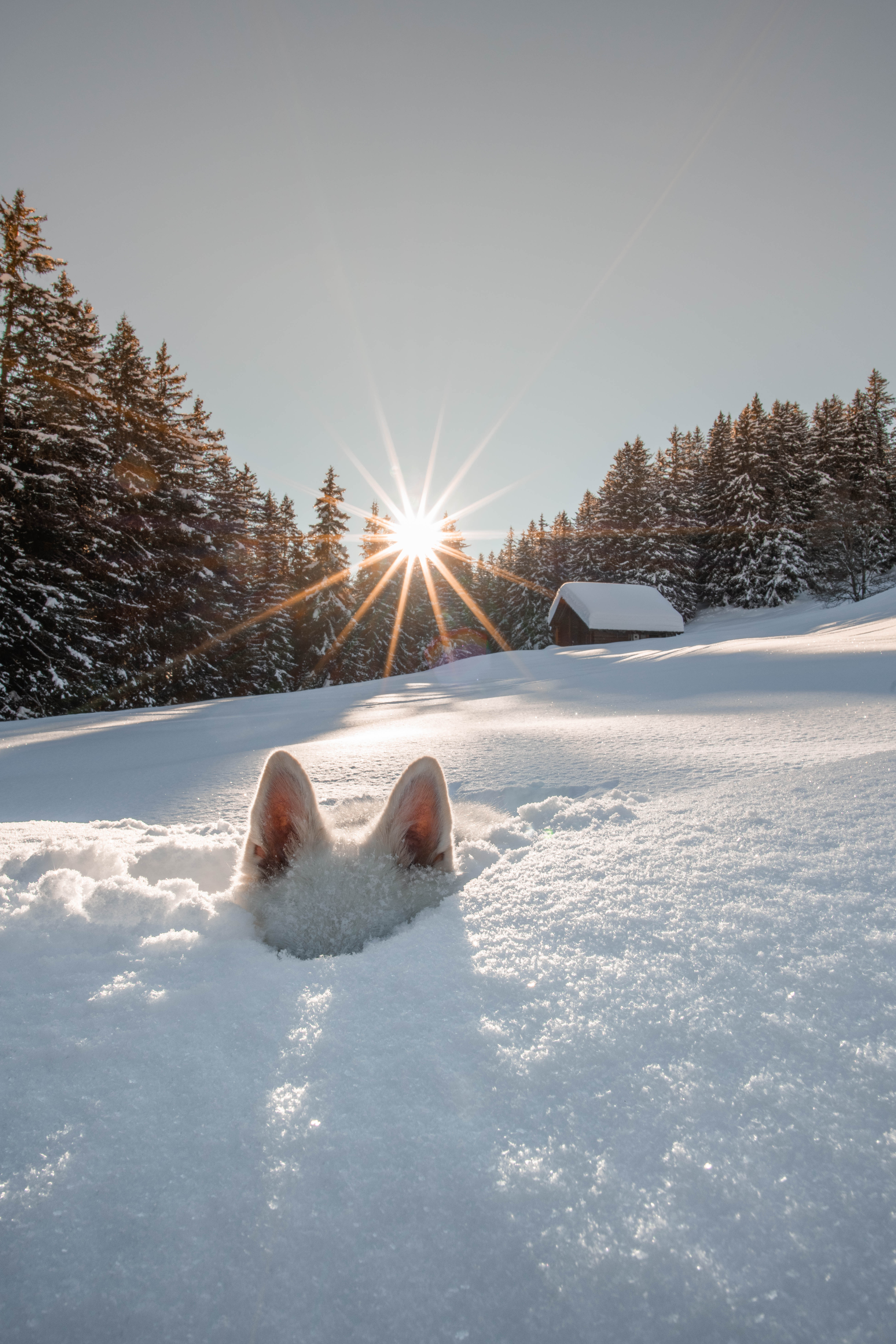 Dog ears peeking above the snow