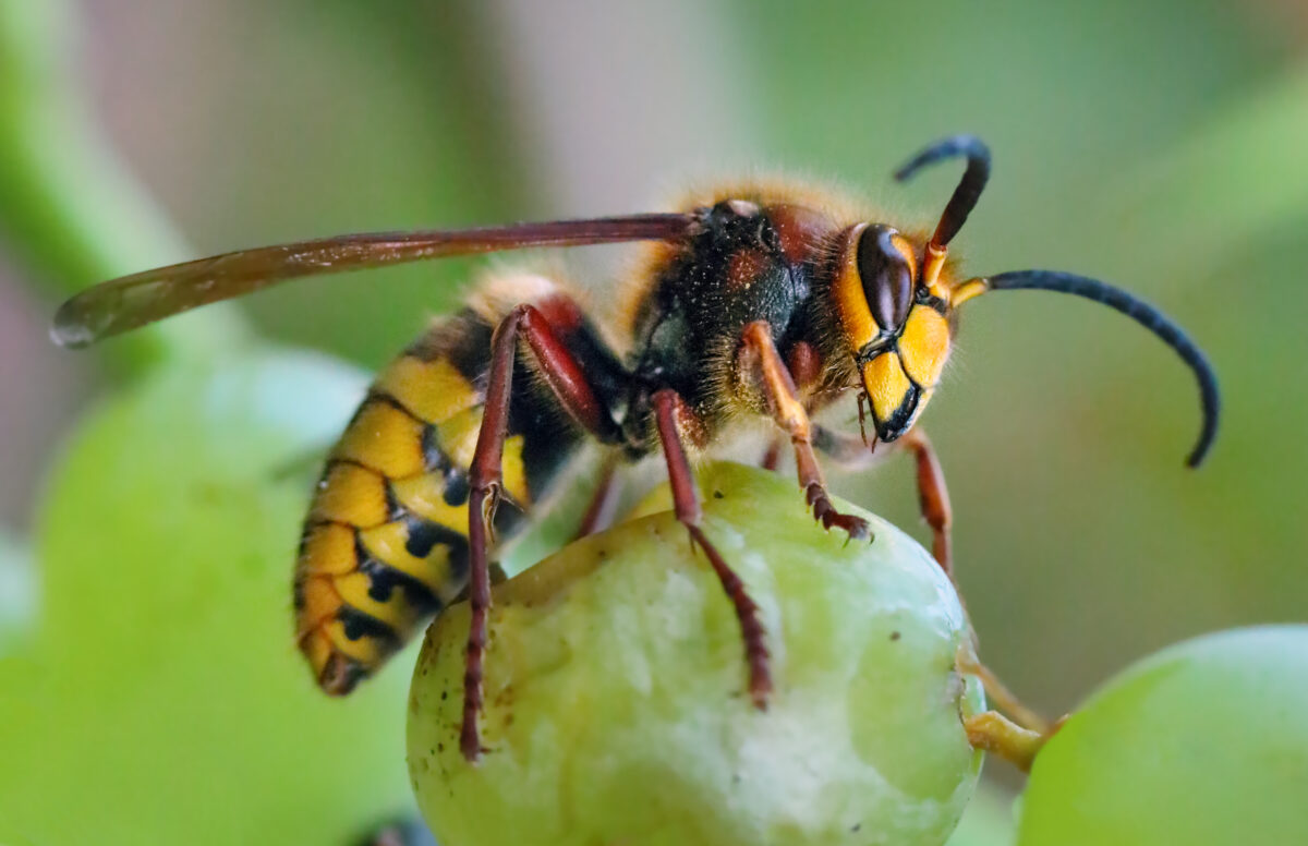 A wasp feeds on a green grape