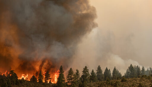 A wildfire burns in a forest with thick smoke billowing into the sky