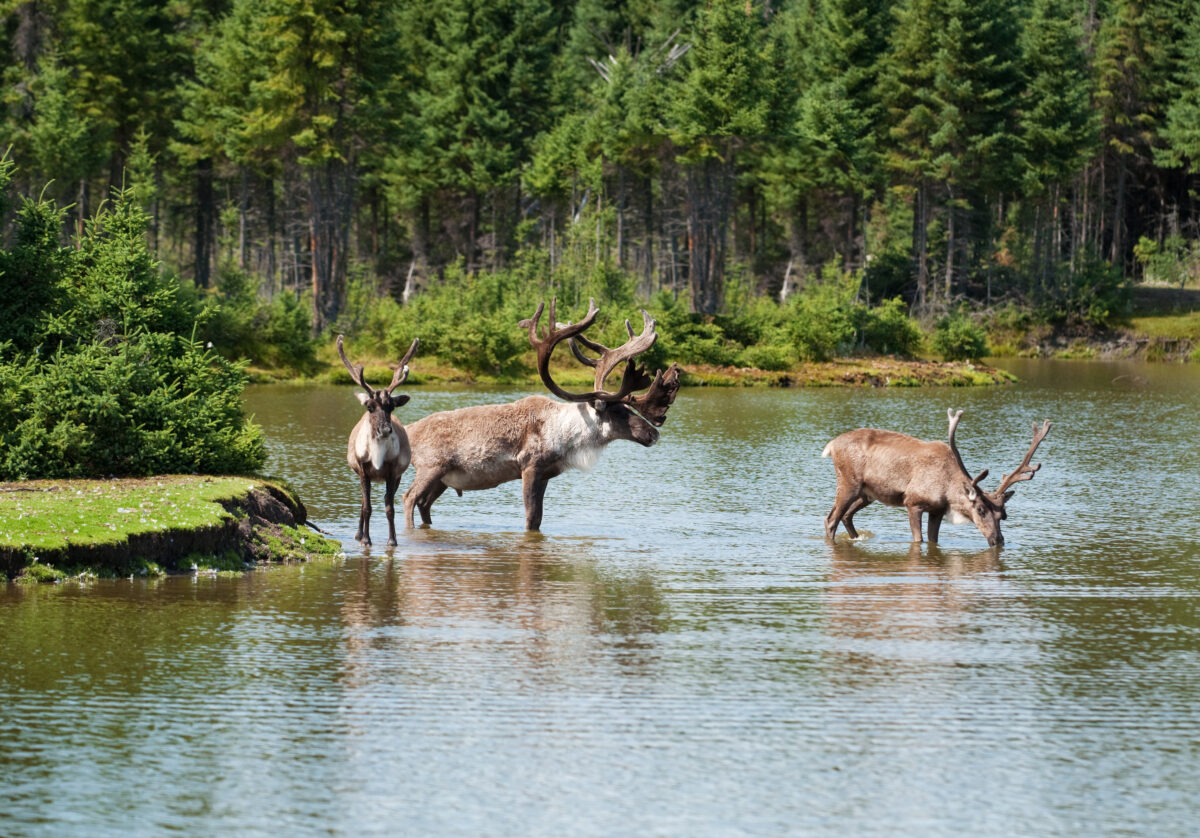 Three woodland caribou standing in a small body of water in a forest