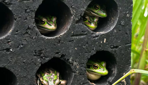 Frog sauna