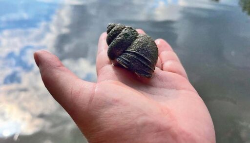 Trapdoor mystery snail resting in the palm of a person's hand