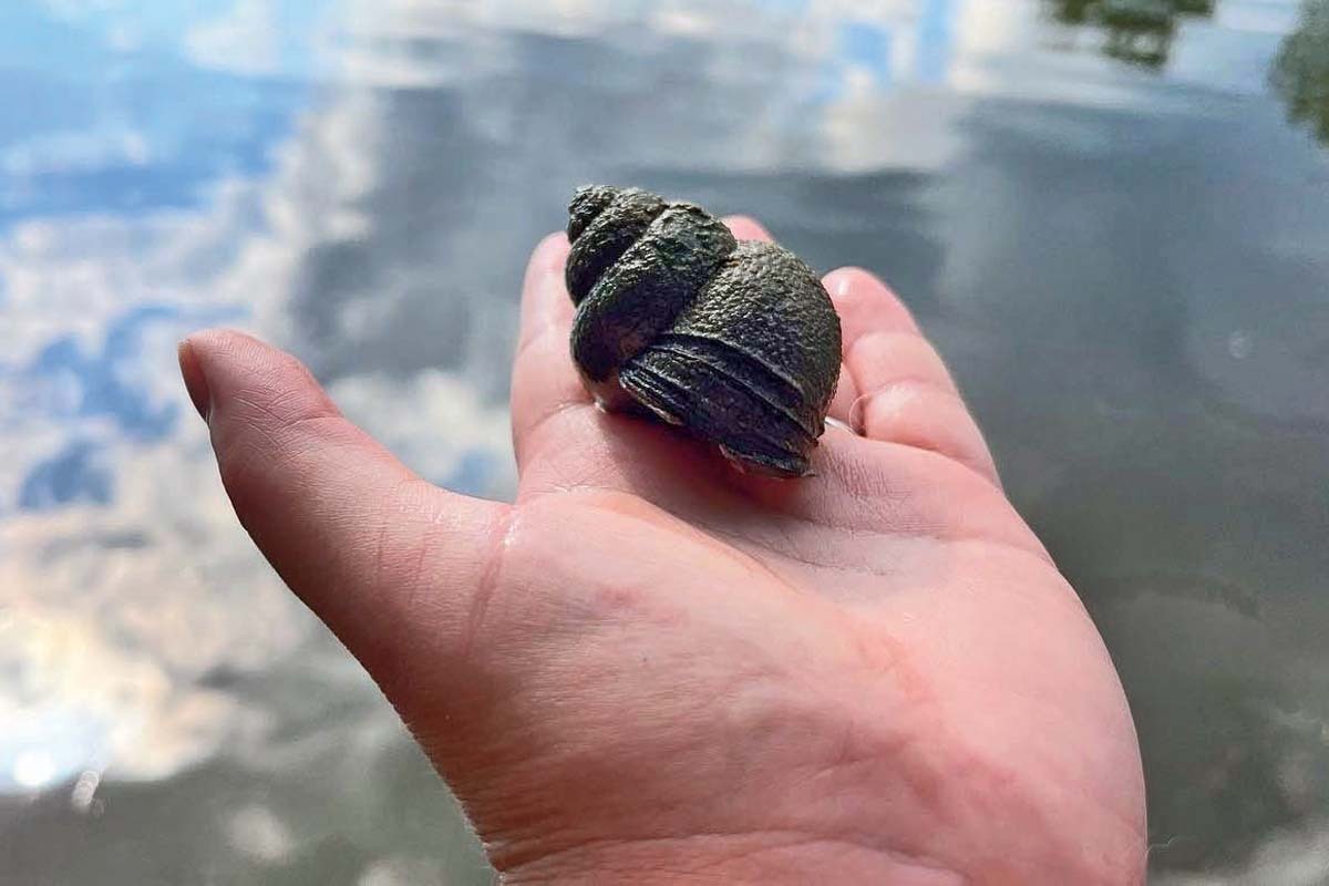 Trapdoor mystery snail resting in the palm of a person's hand