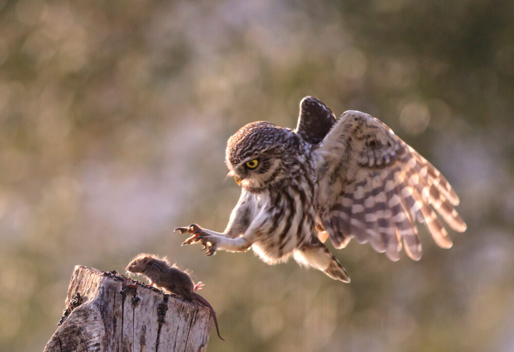 An owl mid-air, about to grab a field mouse on a stump