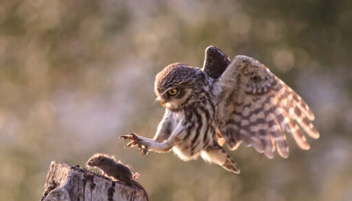 An owl mid-air, about to grab a field mouse on a stump