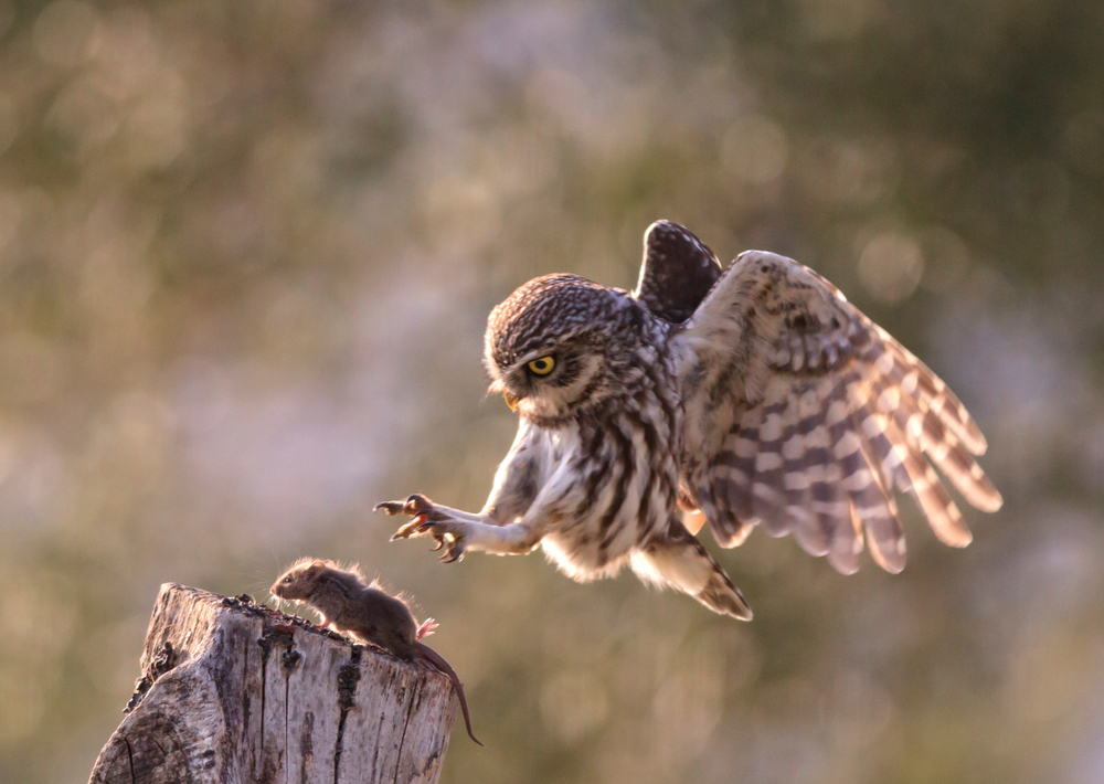 An owl mid-air, about to grab a field mouse on a stump