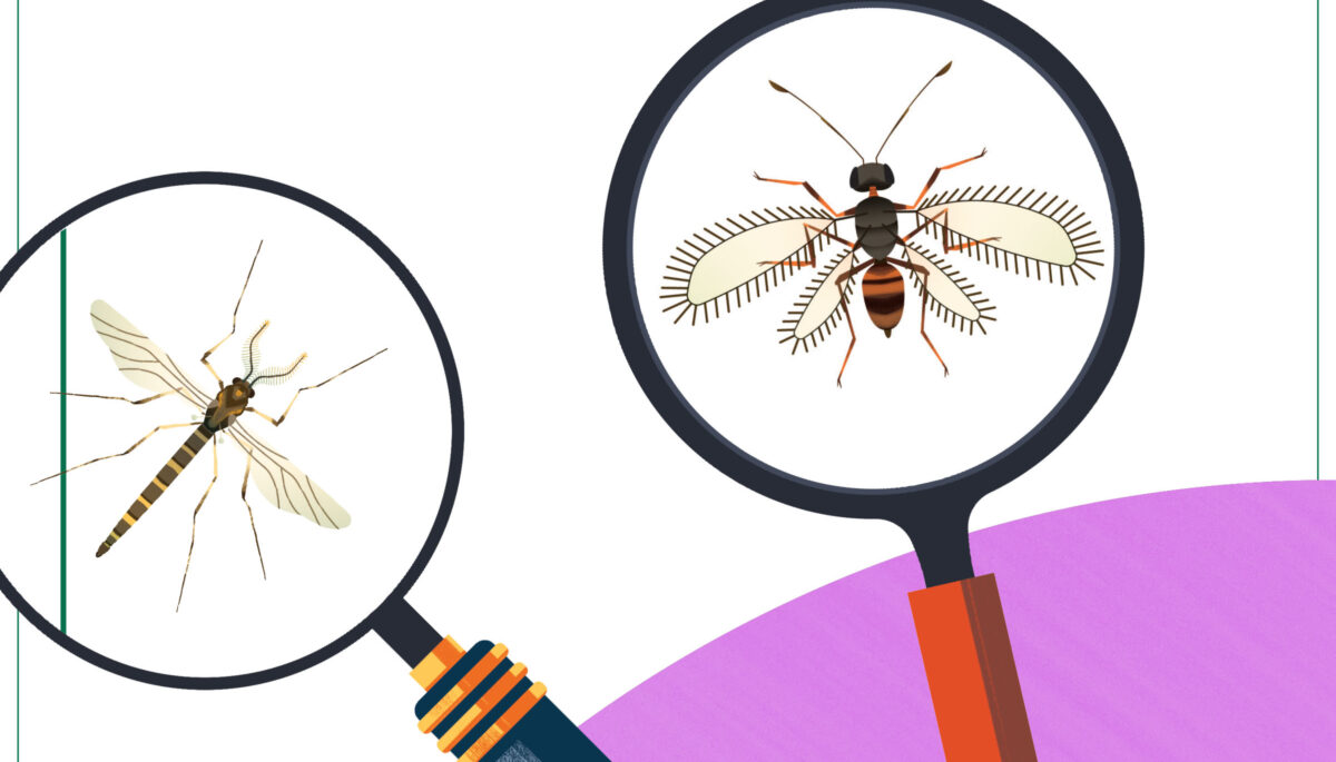 An illustration of a midge and a fairy wasp