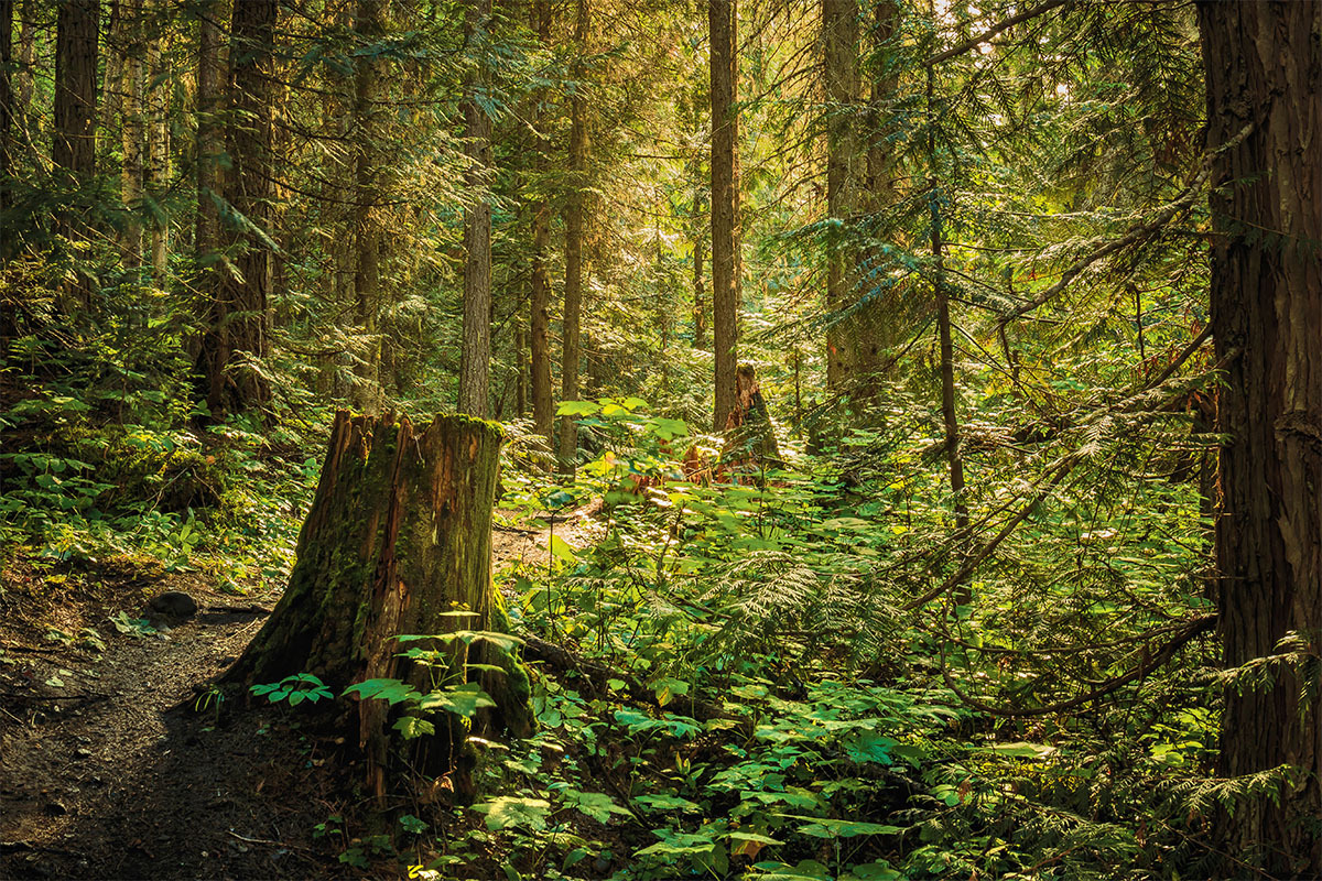 The sun coming through a forest and highlighting different size trees, a stump, and groudcover