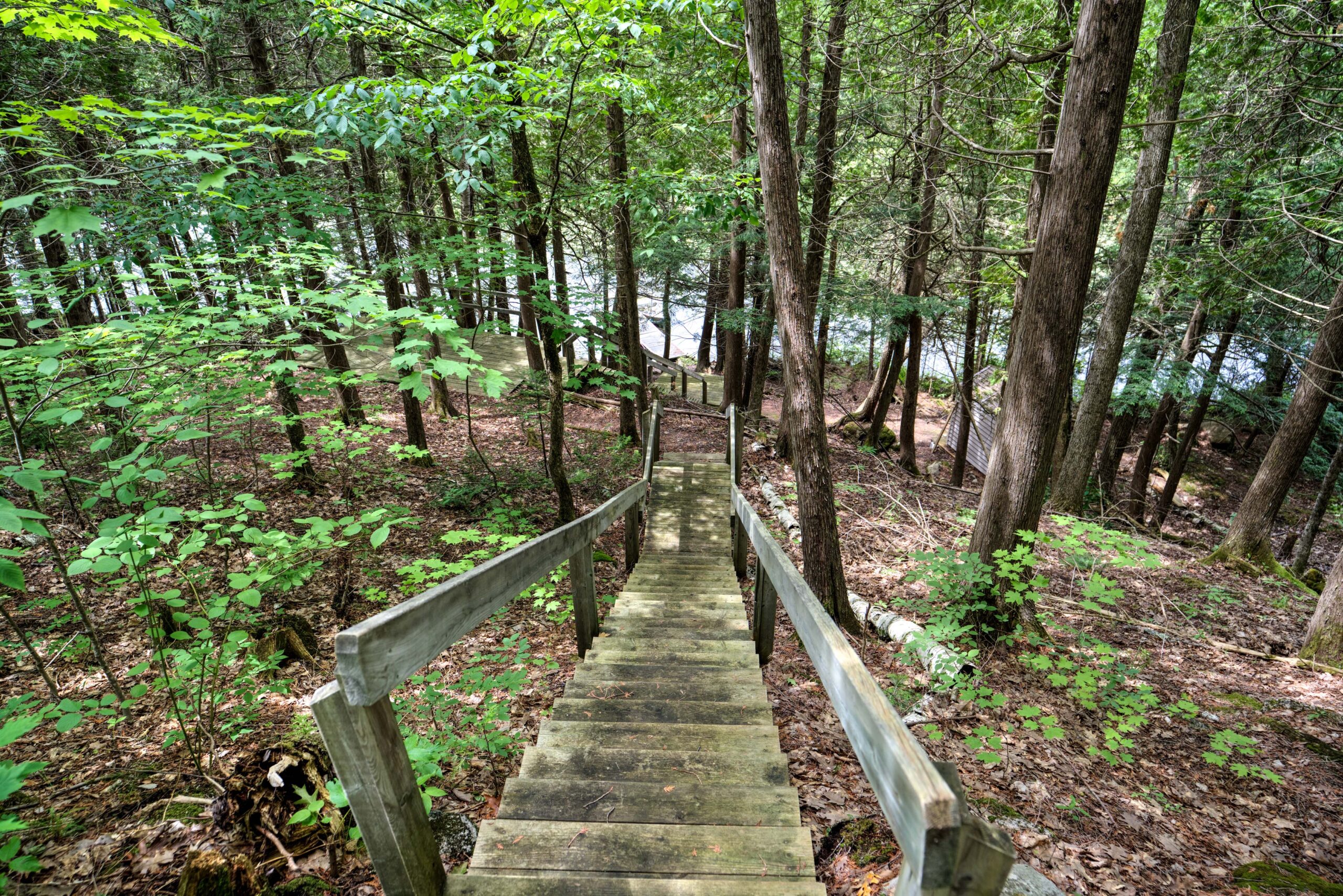 A long wood staircase that leads to the water in a forest
