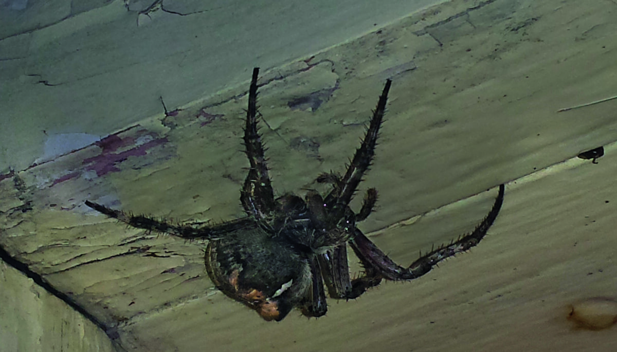 An orb-weaver spider