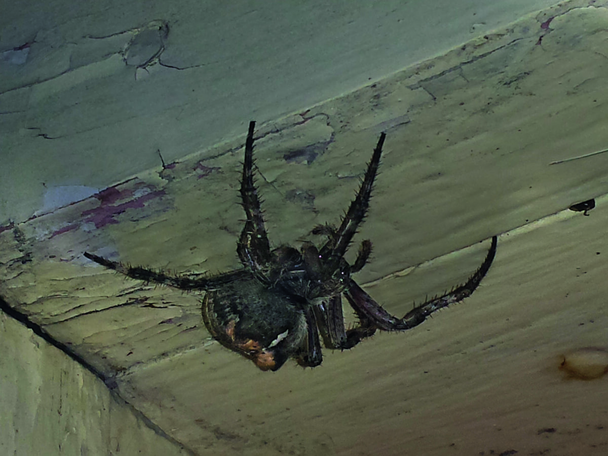 An orb-weaver spider