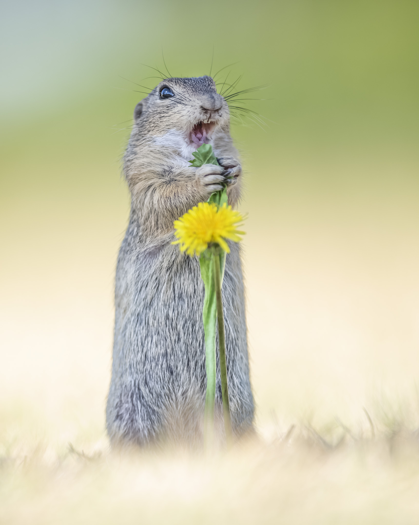 Ground squirrel making a call