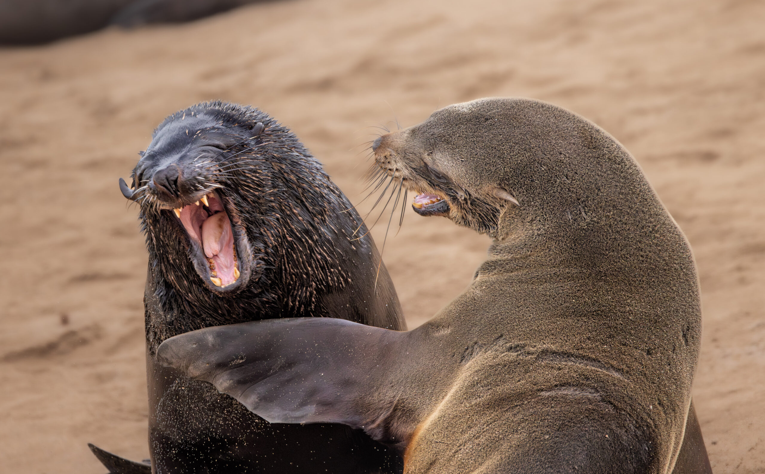 Two cape fur seals laughing together