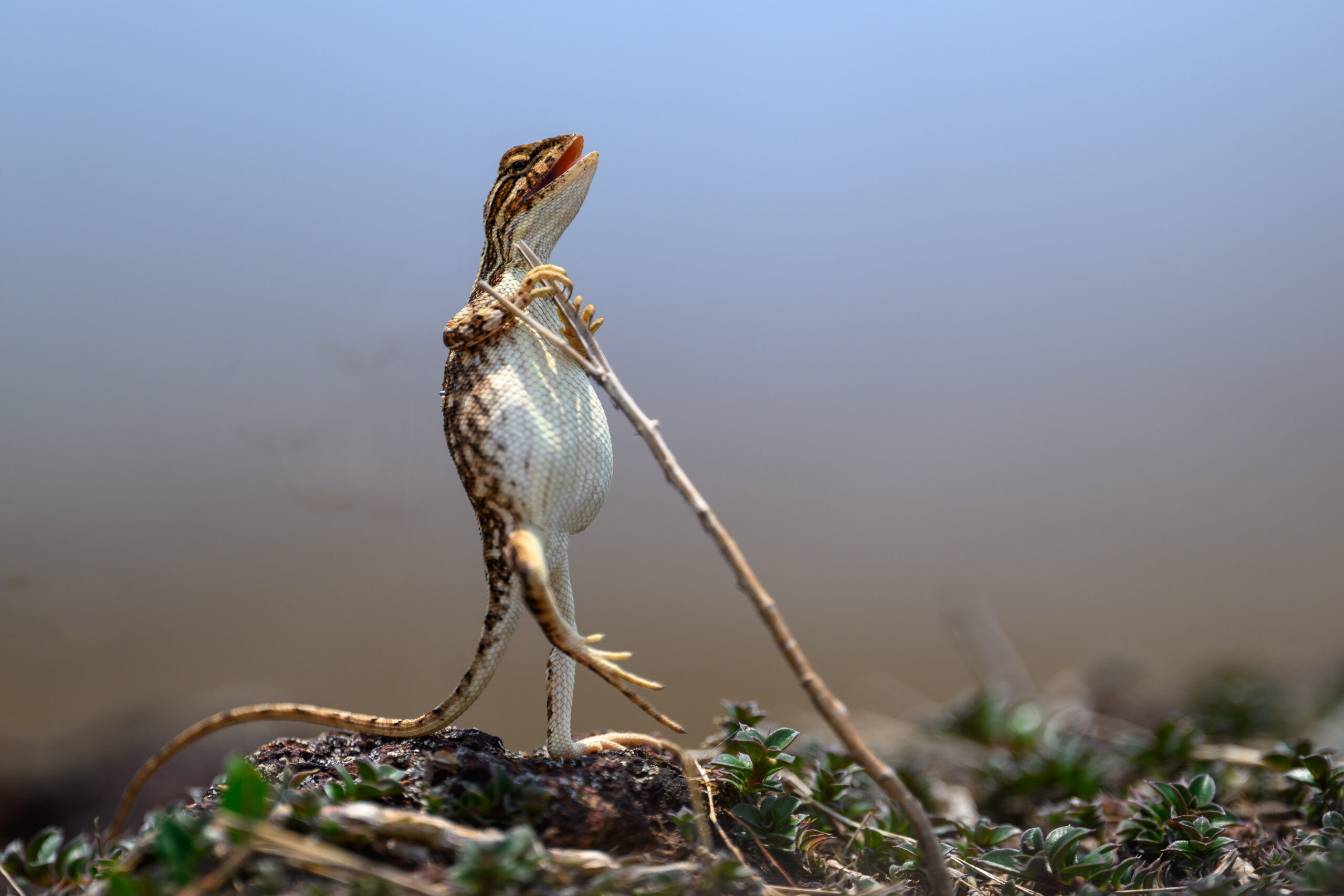 Female lizard standing upright