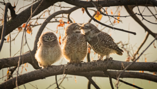 Two owls smooching as their offspring looks embarrassed beside them