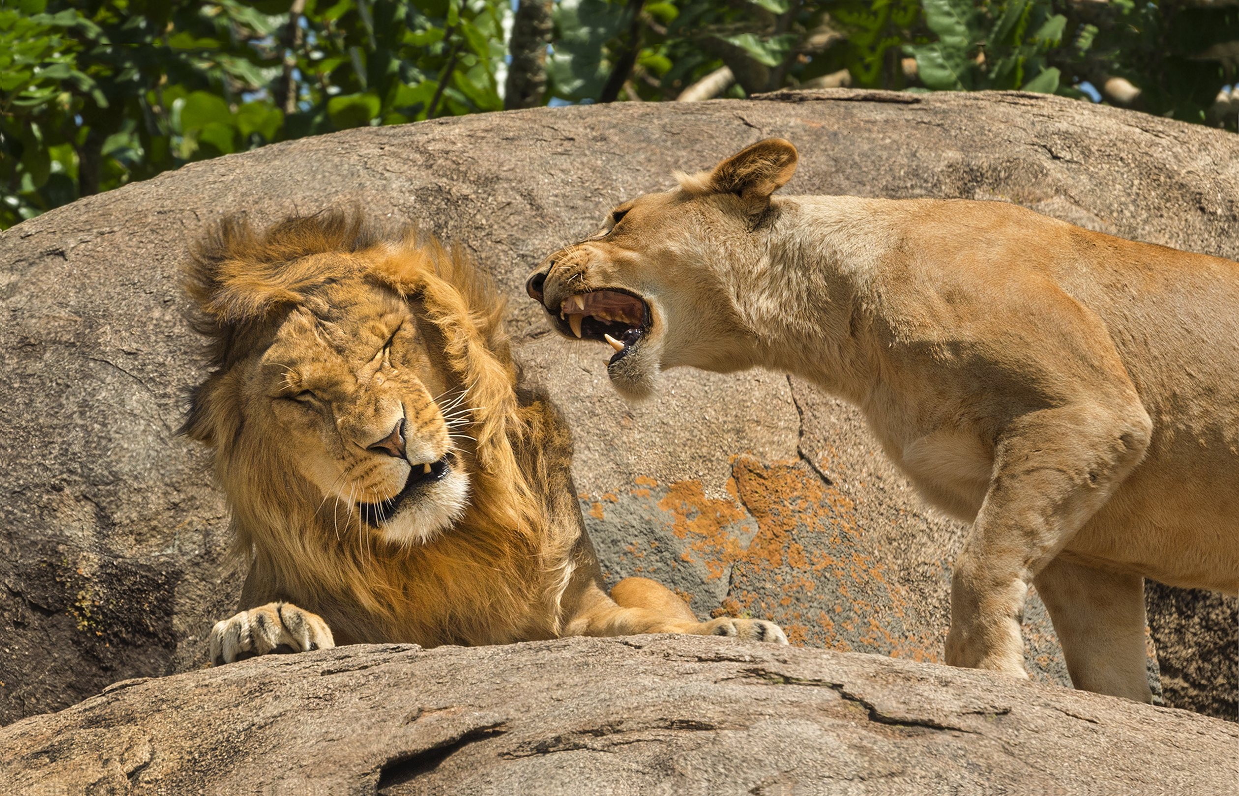A female lion "yelling" at a male lion